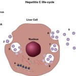 Hepatitis C | The Maher Law Firm | Frank Eidson Attorney At Law