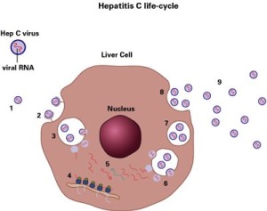 Hepatitis C | The Maher Law Firm | Frank Eidson Attorney At Law